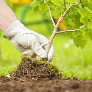 tree and shrub care in kansas